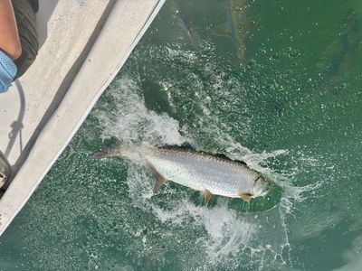 Feeding the Tarpon