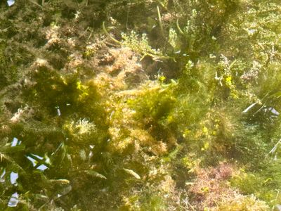 Seahorses