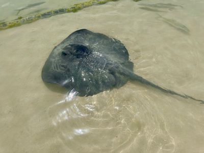 Stingrays