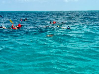 Coral Garden