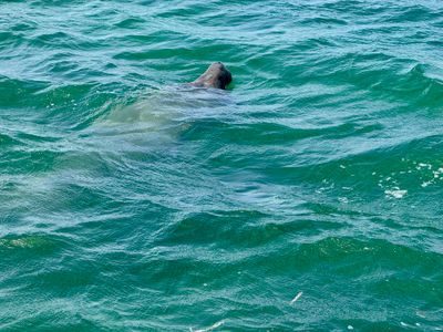 Manatee Watching