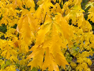Fall Foliage & Larches