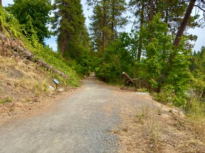 Gravel trail through trees on Blackbird Island