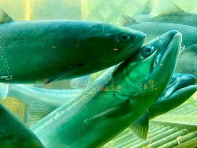 Fish at the Ballard Locks