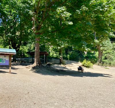 Dog Park