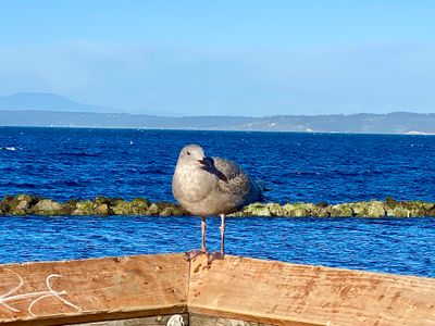 Wildlife Watching