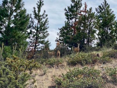 Group of deer checking me out