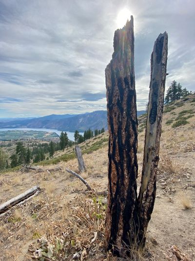 Burned Tree on 4th of July Mountain