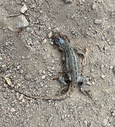 Dead Western Fence Lizard