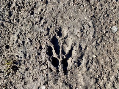 Coyote track in the trail