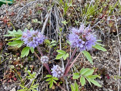 Ballhead Waterleaf