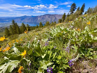 Wildflowers on the way up