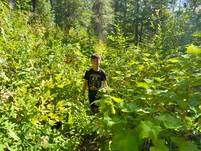Overgrown section of the trail