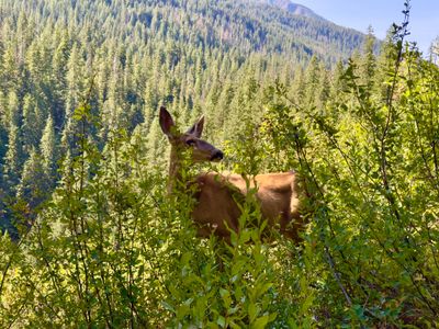 Doe on the Agnes Gorge trail