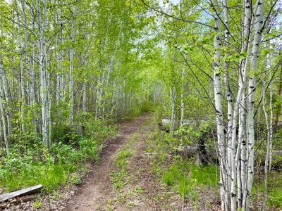 Aspen grove near Upper Antilon Lake