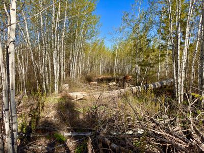 Downed trees