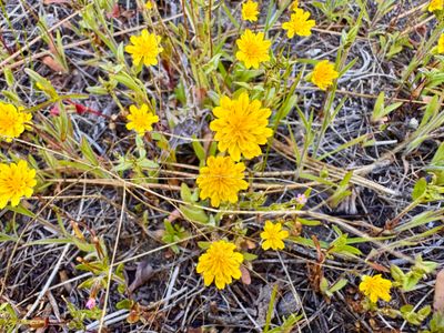 Sagebrush False Dandelion