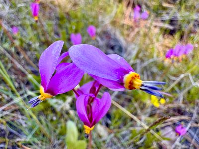 Dark-throated Shooting Star