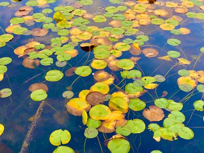 Water Lilies on Lake Washington