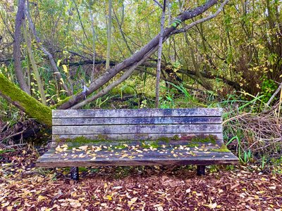 Old bench along the trail