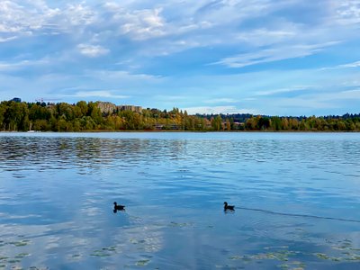 One of the many sightings of waterfowl along the walk