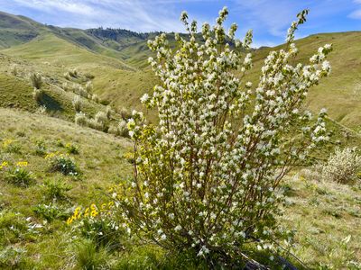 Serviceberry shrub