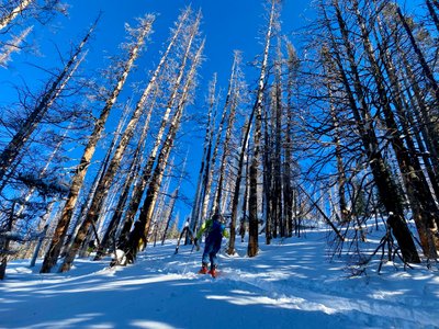 The start of the skin track through the burn area