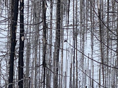 Moose on Buck Mountain