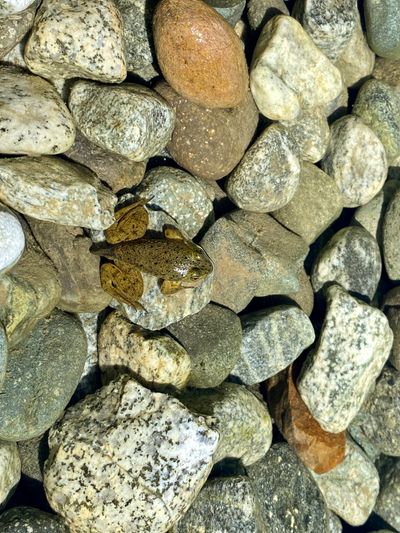 Frog relaxing in Frank's pond