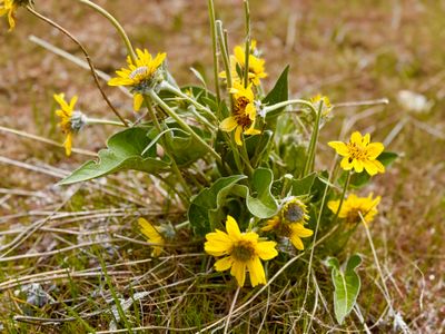 Carey's balsamroot