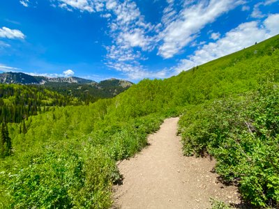 Beginning part of the Bloods Lake Trail