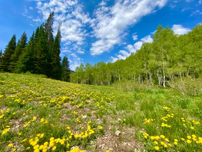 Wildflowers, also known as Dandelions, on the Bloods Lake Trail
