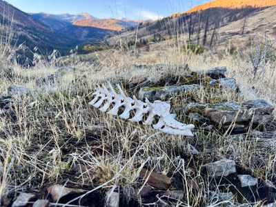 Bones on the trail