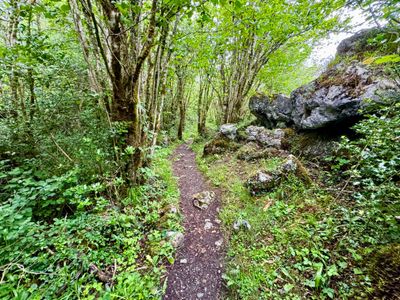 Forested section of the Nature Trail
