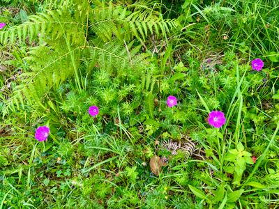 Flowers along the trail