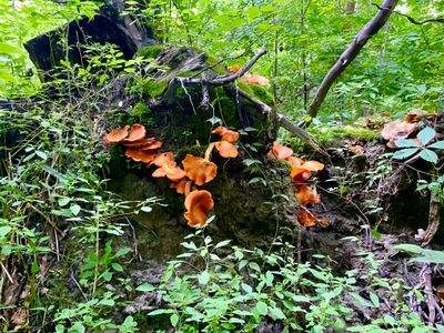 Interesting looking mushrooms