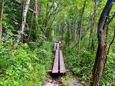 Wooden planks on the Casavant Nature Trail