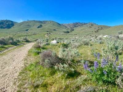 Wildflowers at the start of the hike