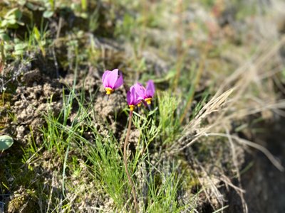 Shooting star wildflower on Chelan Butte Hike