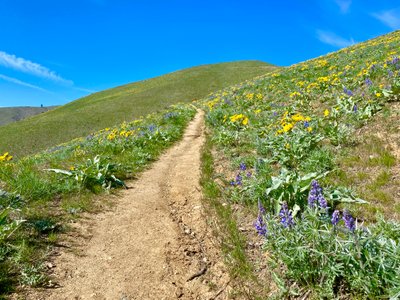 More wildflowers on the Chelan Butte Trail