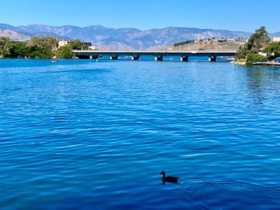 Duck seen from the Chelan Riverwalk