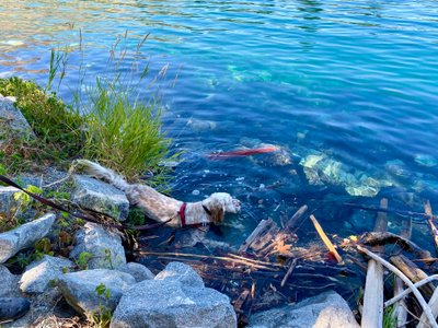 Belle in the Chelan River