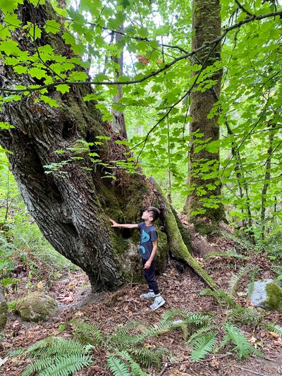 Large tree along the trail