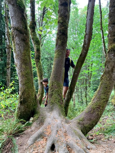 Hiding in the trees