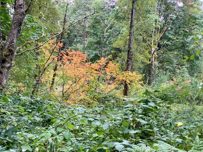 A little fall color along Red Town Trail