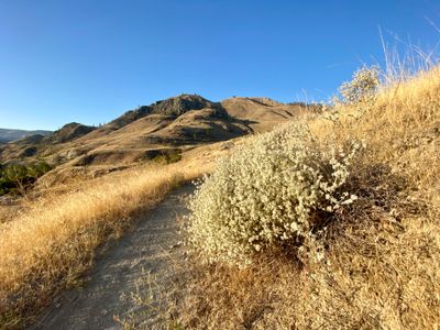 Plant in bloom on Eagle Trail