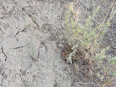 Rattlesnake on the Coyote Loop trail