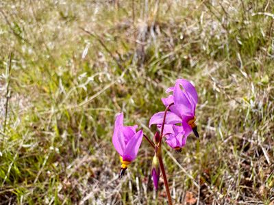 Dark-throated Shooting Star