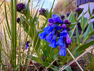 Chelan Penstemon