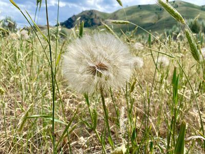 Salsify wildflower along Reach One trail